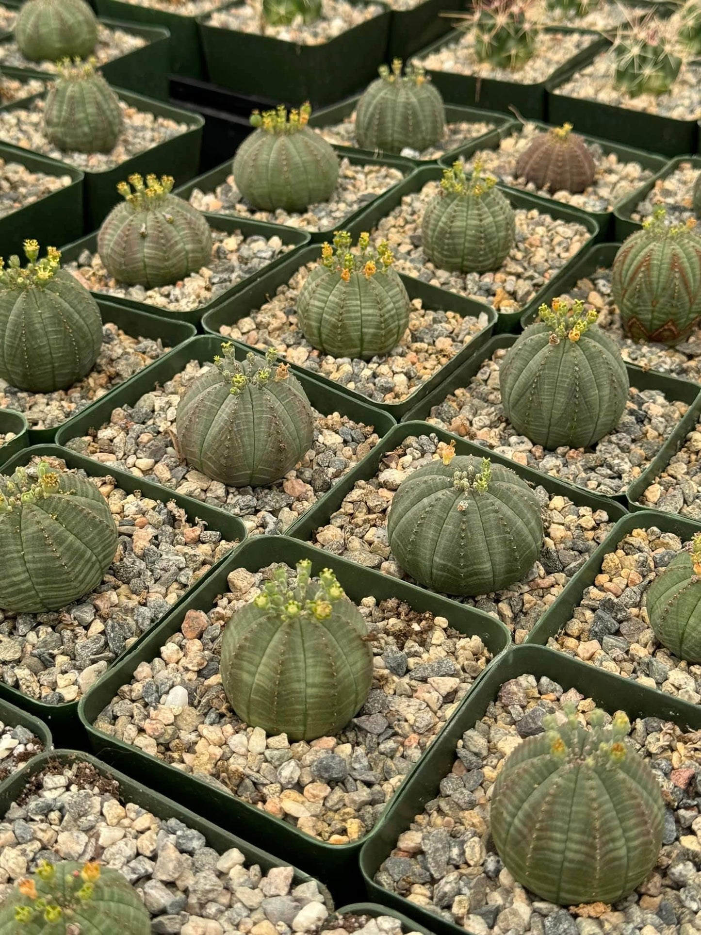 Euphorbia obesa