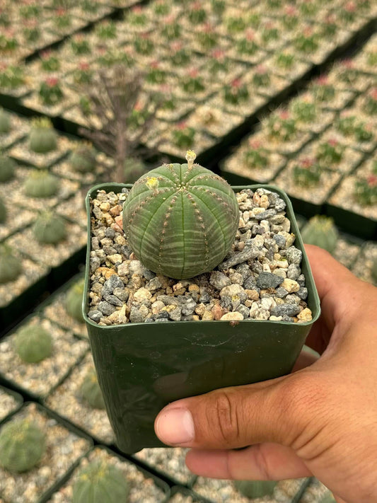 Euphorbia obesa