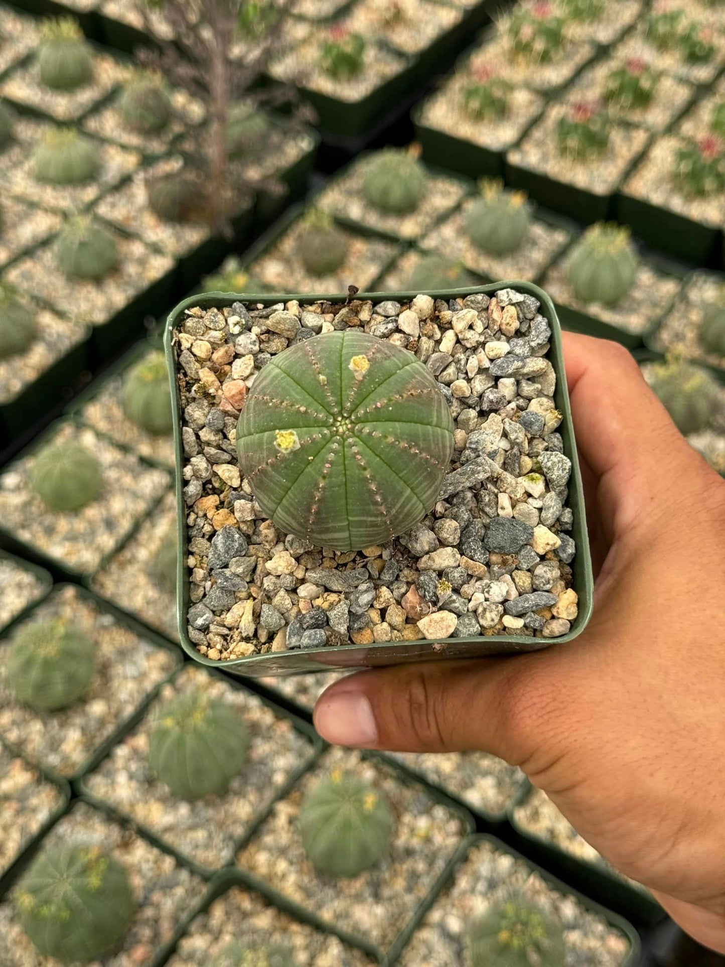 Euphorbia obesa