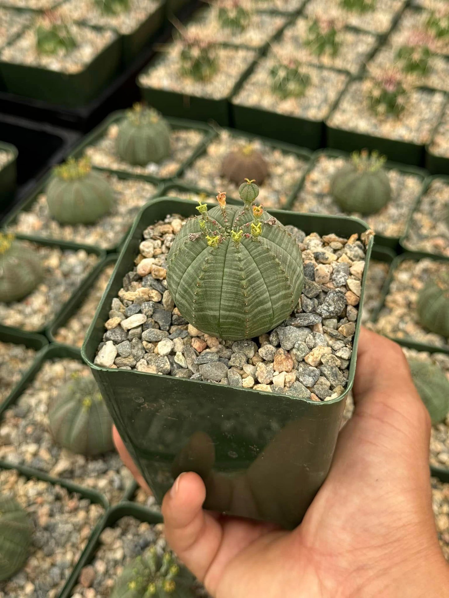 Euphorbia obesa