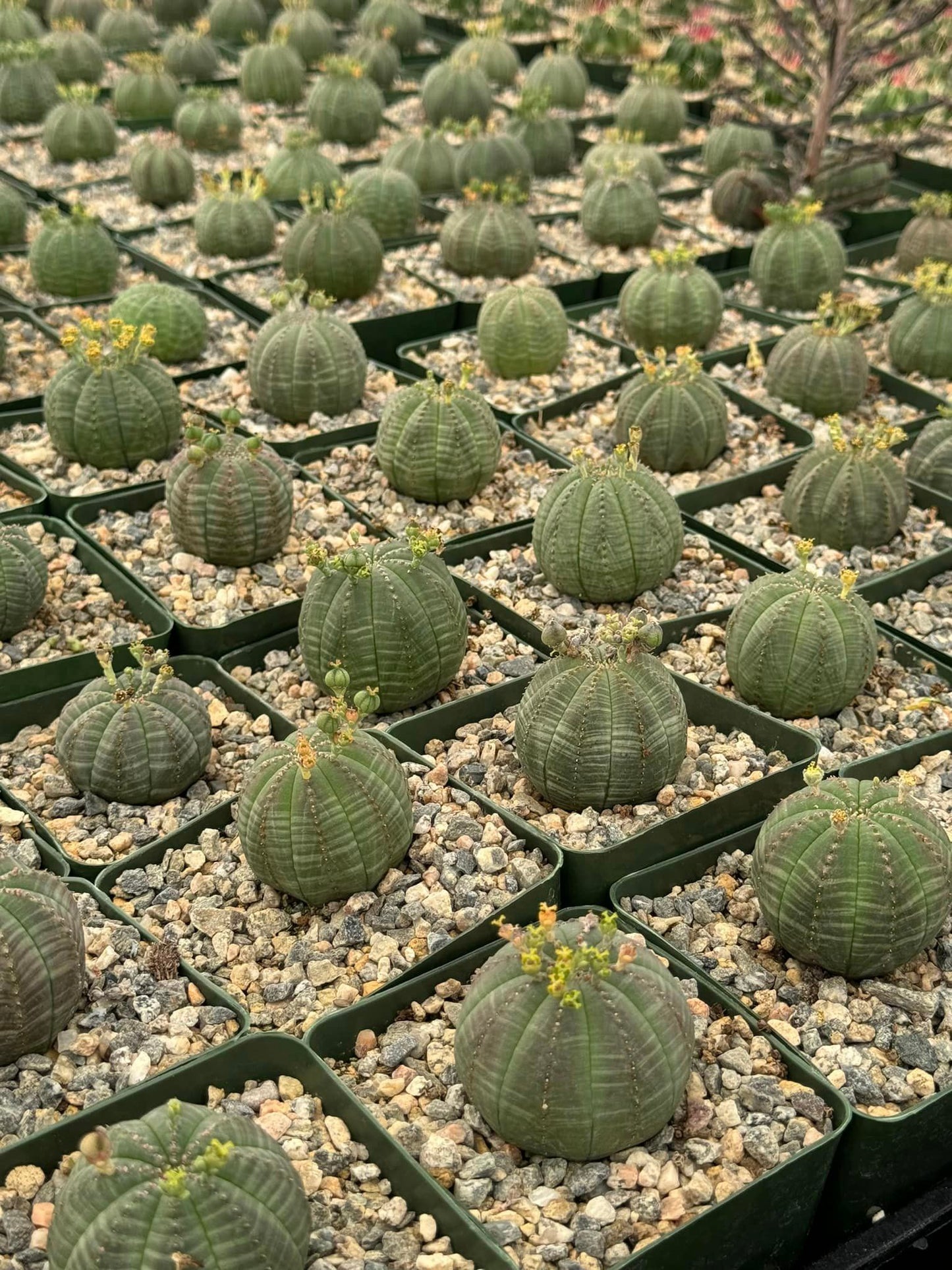 Euphorbia obesa