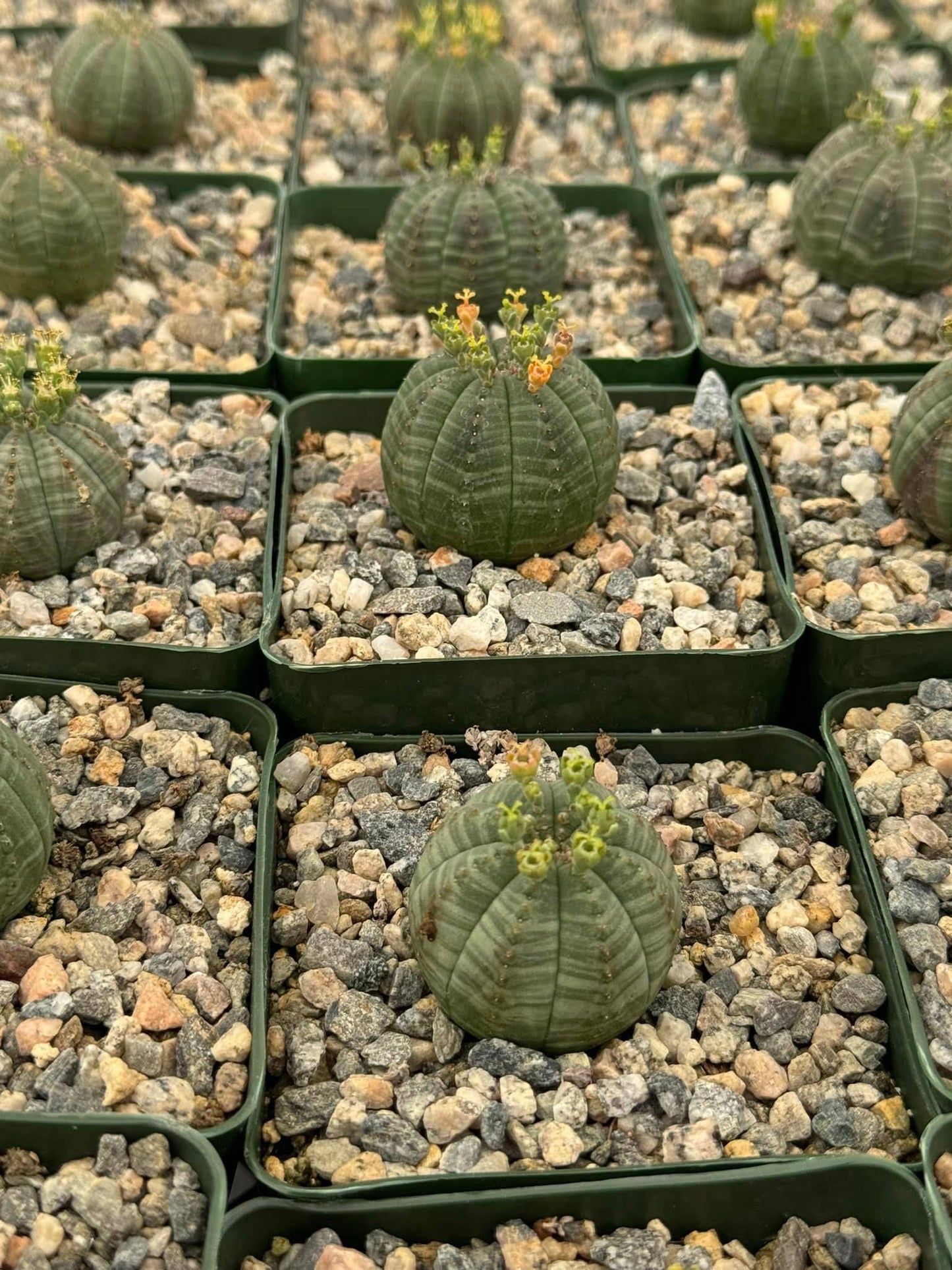 Euphorbia obesa