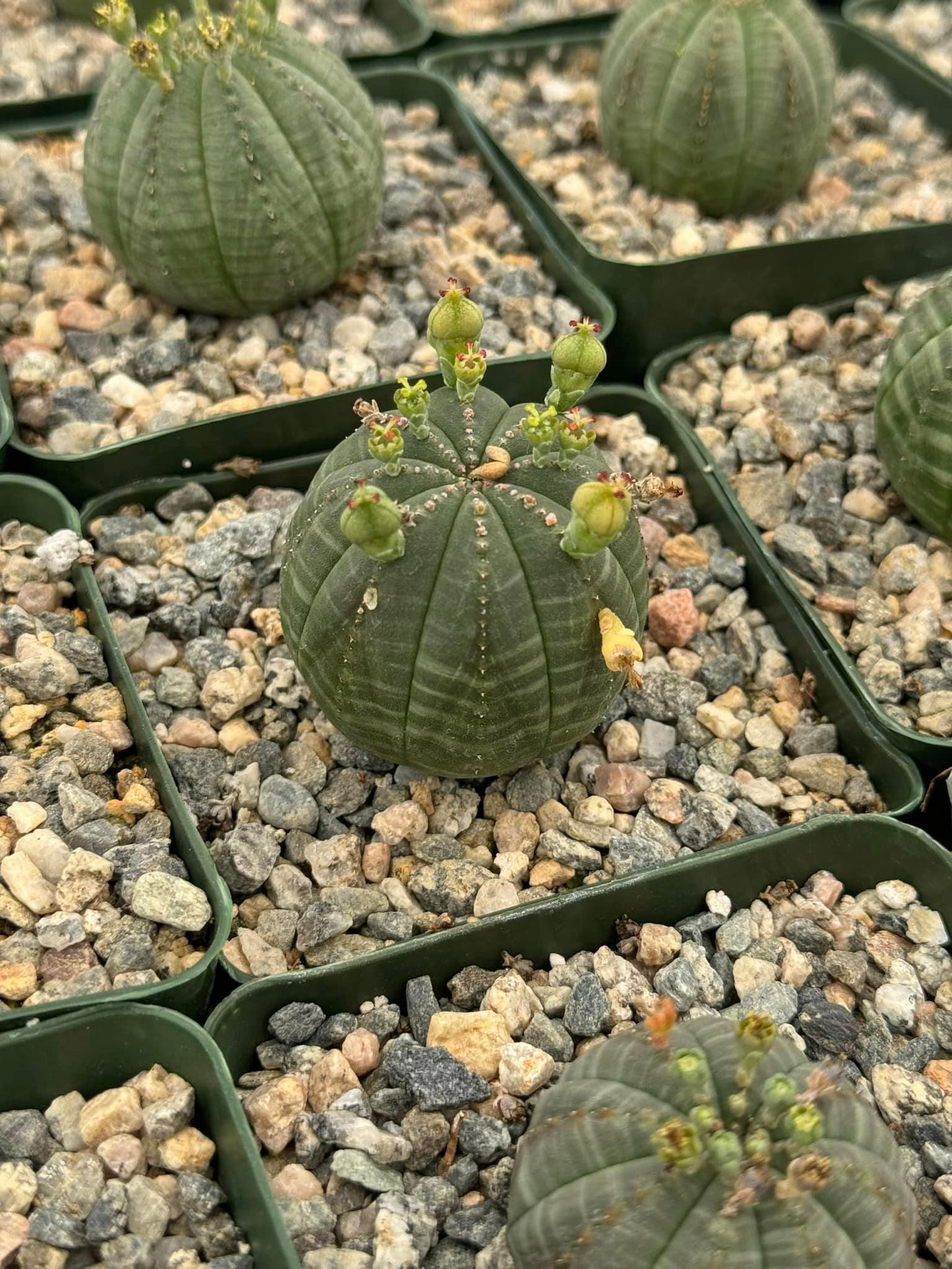 Euphorbia obesa