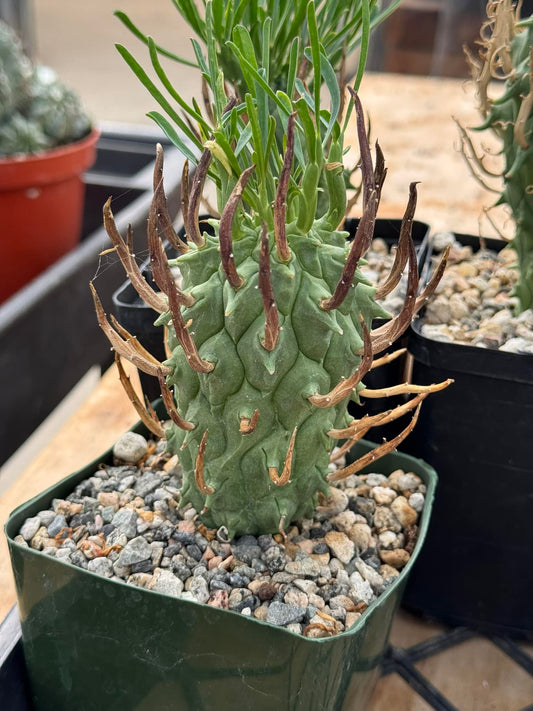 Euphorbia  schoenlandii