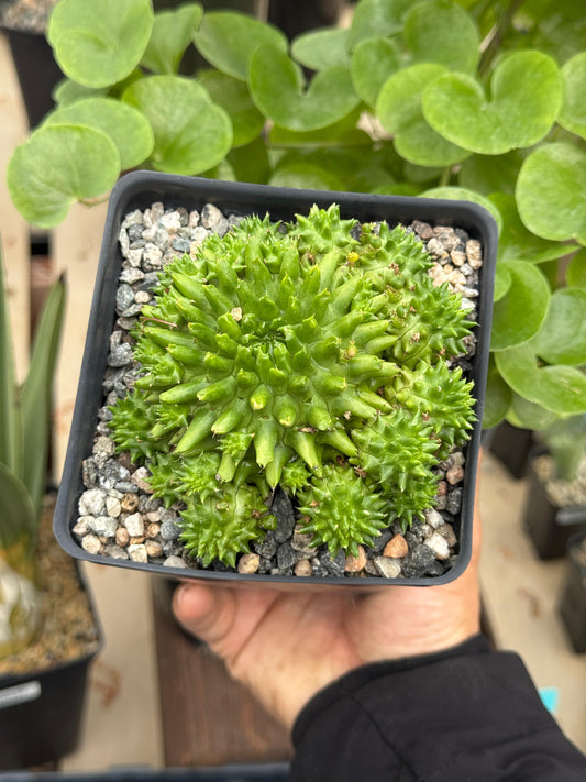 Euphorbia Susannae