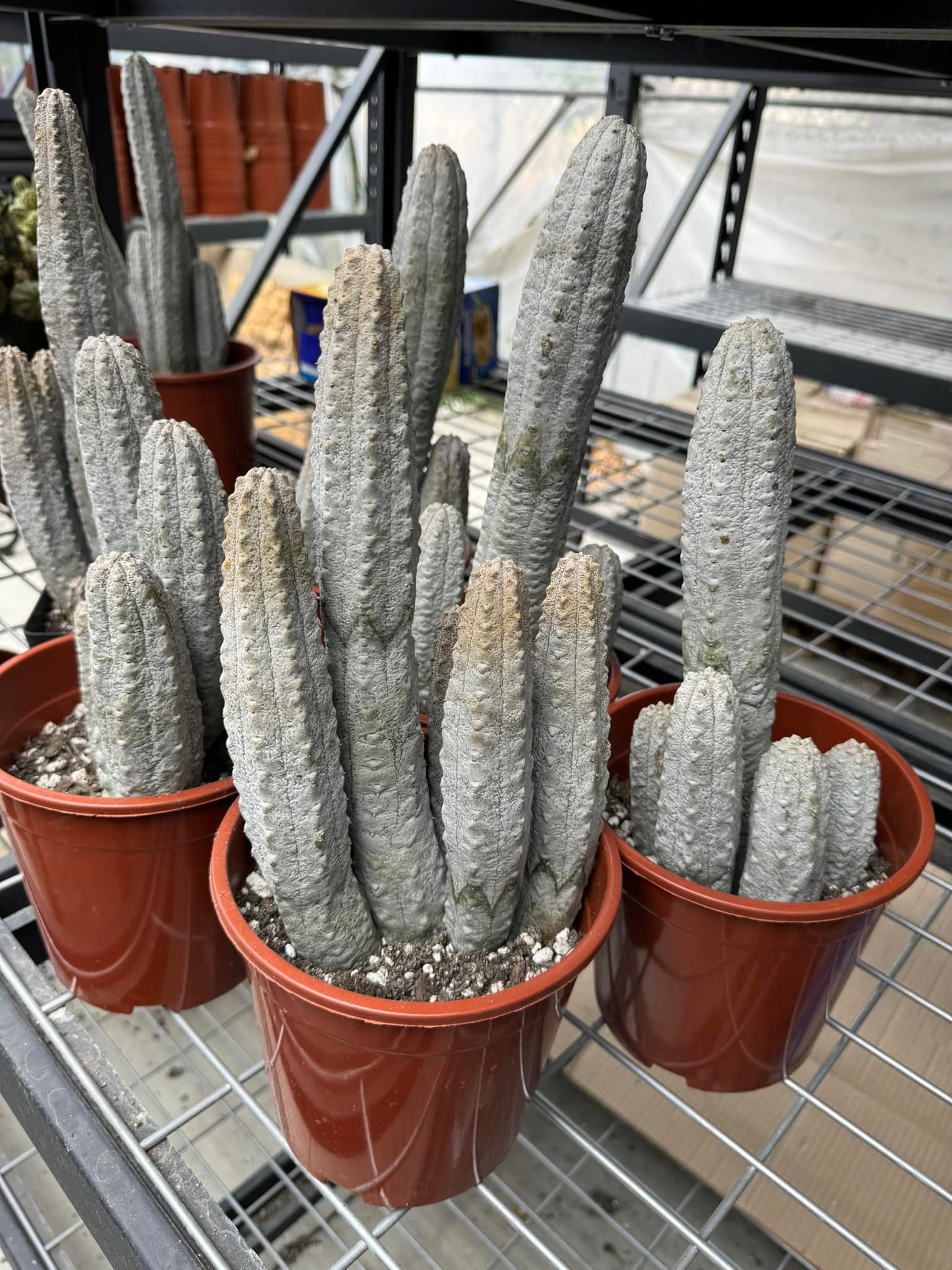 Euphorbia abdelkuri cluster gigante