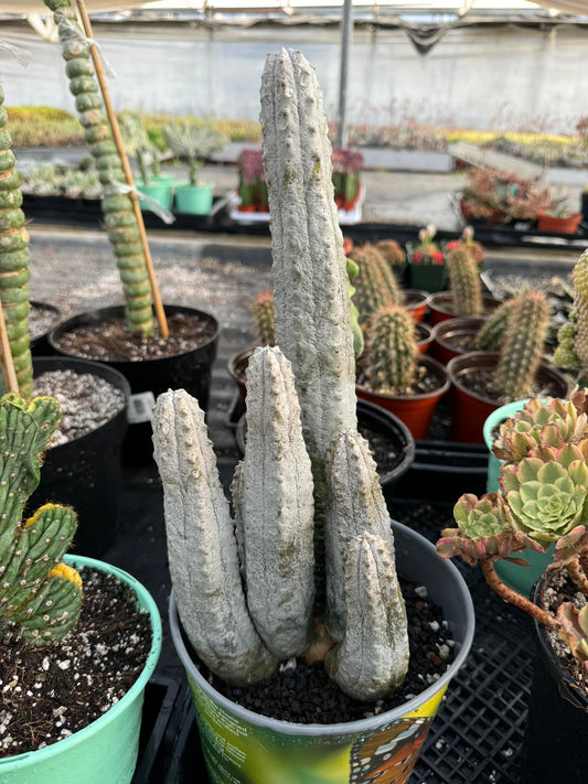 Euphorbia abdelkurii cluster