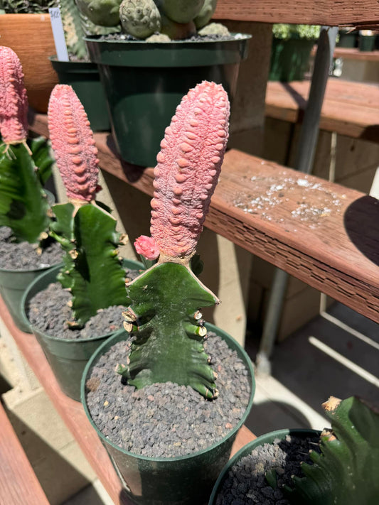 Euphorbia abdelkurii cv. Damask chica