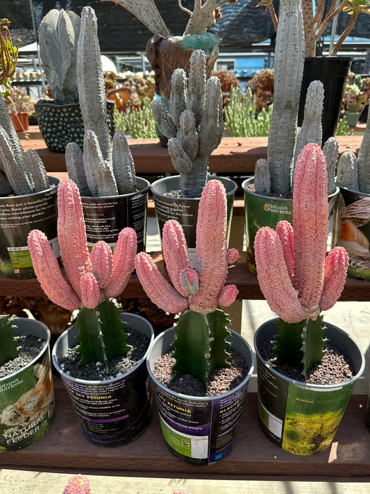 Euphorbia abdelkurii cv damask cluster