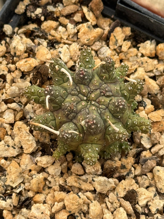Euphorbia astrophora híbrido