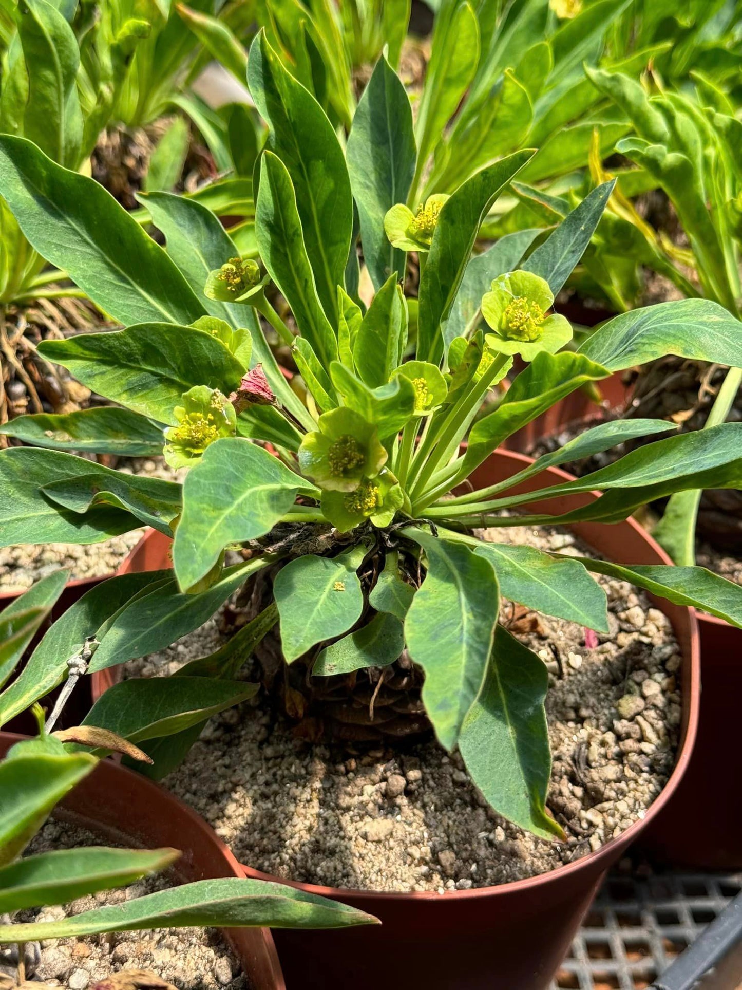 Euphorbia bupleurifolia 6”