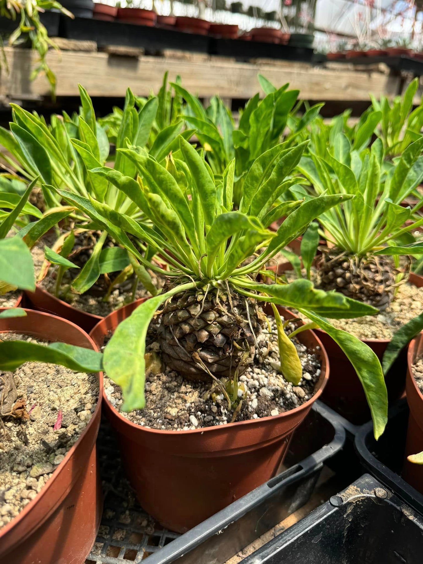 Euphorbia bupleurifolia 6”