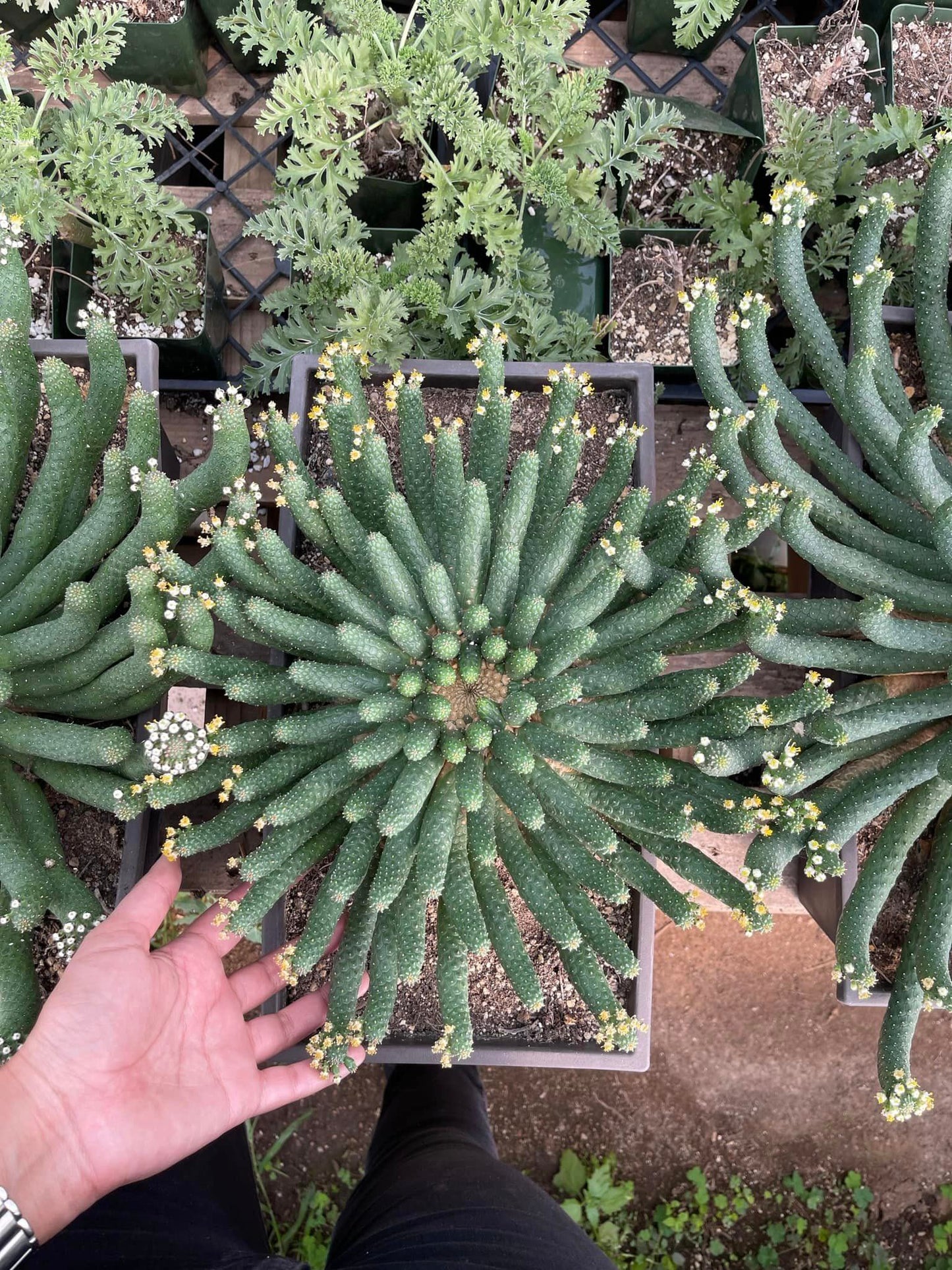 Euphorbia caput-medusa inermis