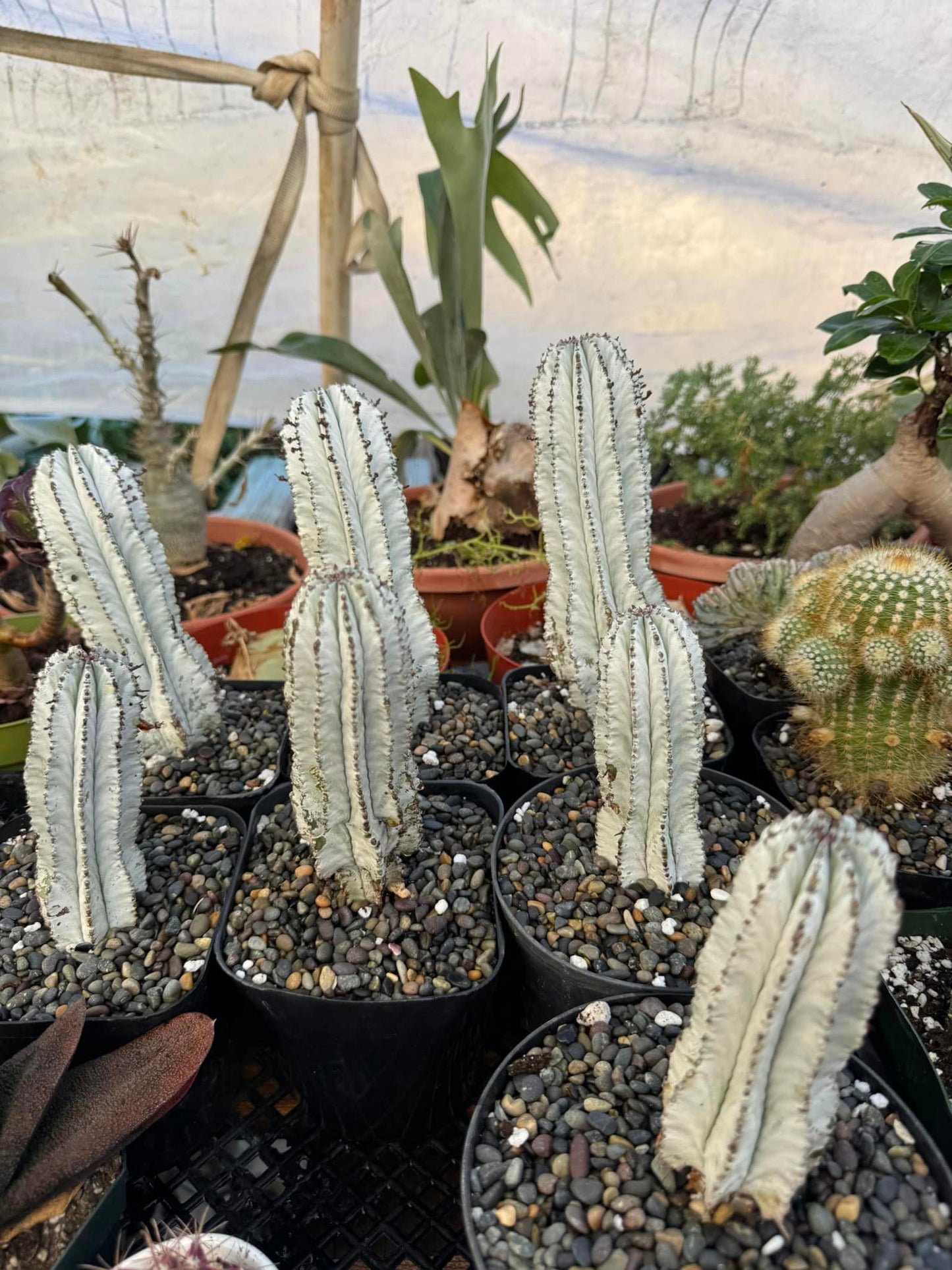 Euphorbia horrida ‘snowflake’