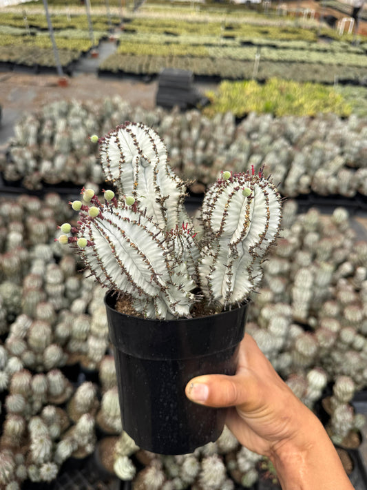 Euphorbia horrida ‘snowflake’ cluster