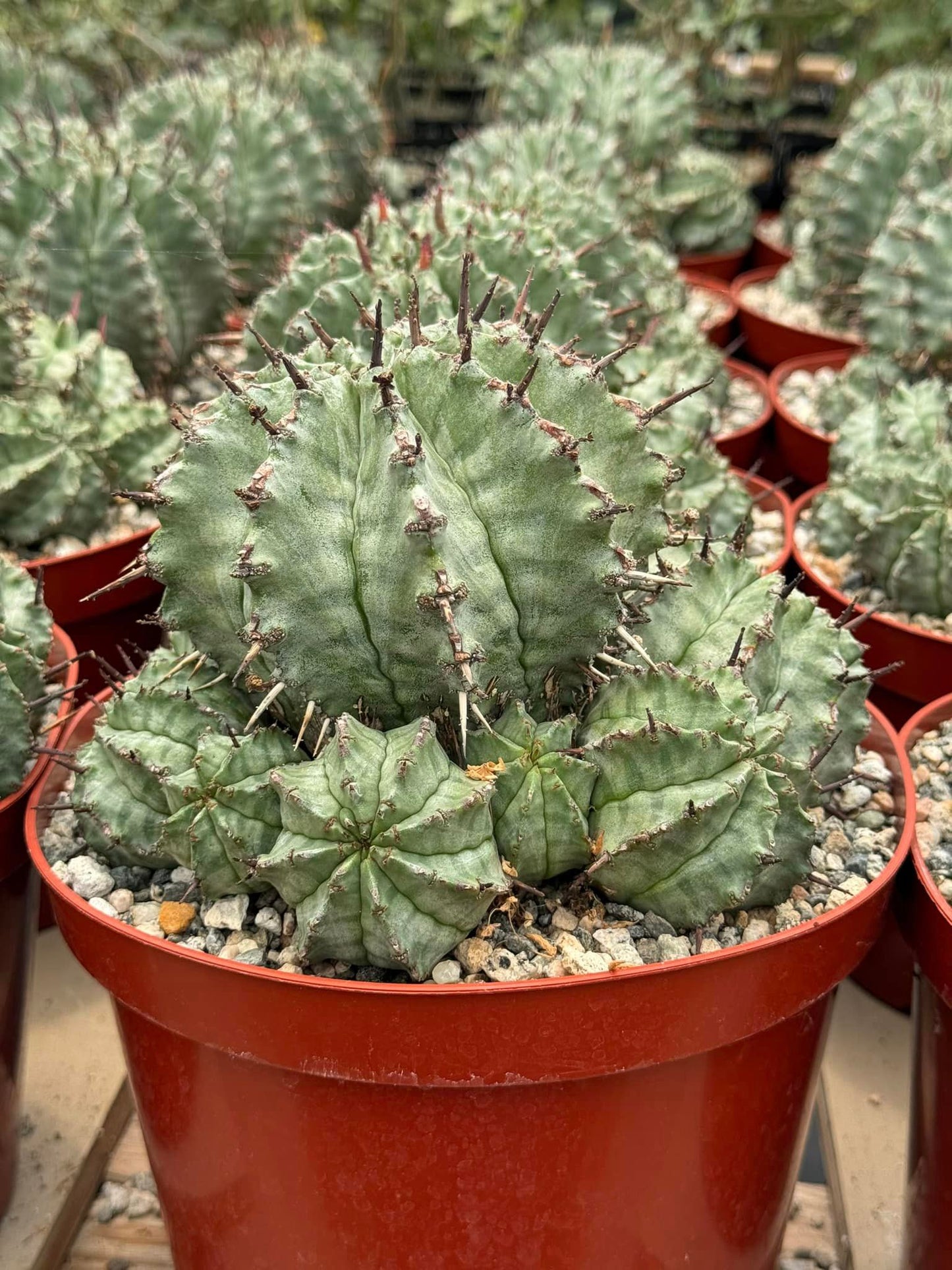 Euphorbia horrida var. Major cluster