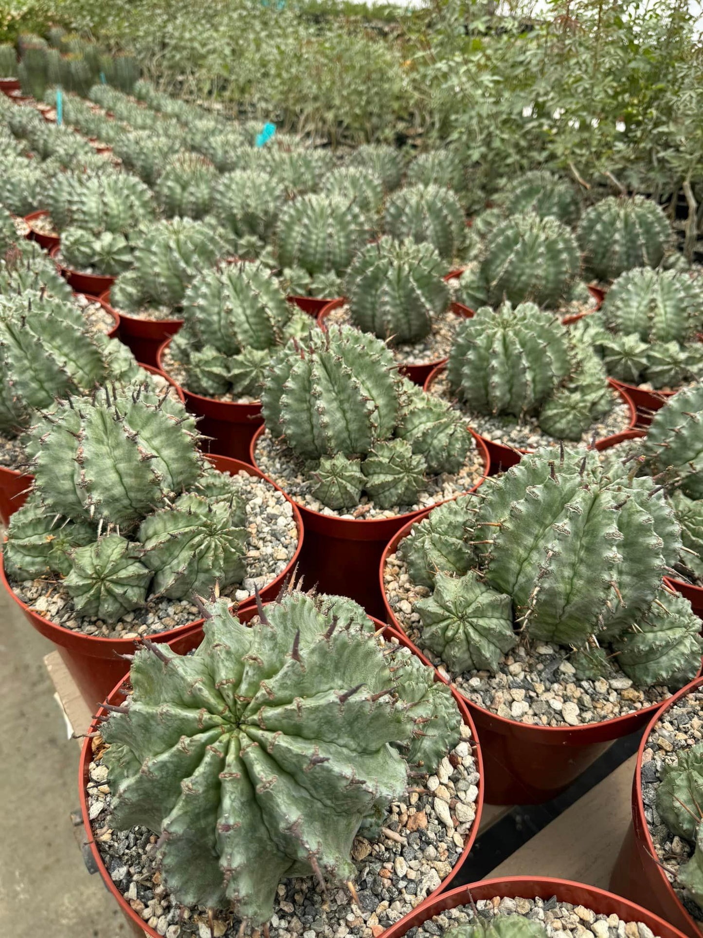 Euphorbia horrida var. Major cluster