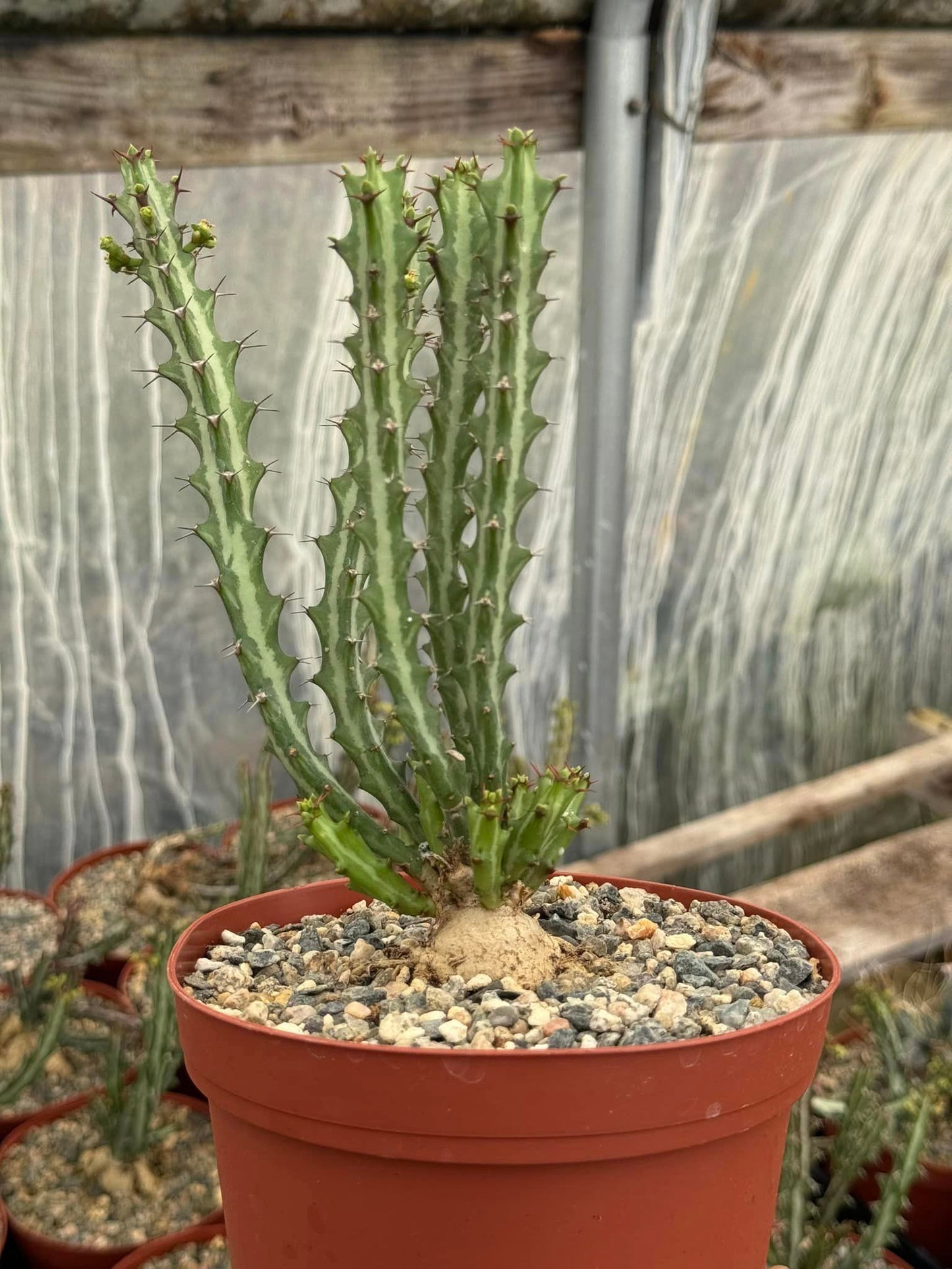 Euphorbia knuthii