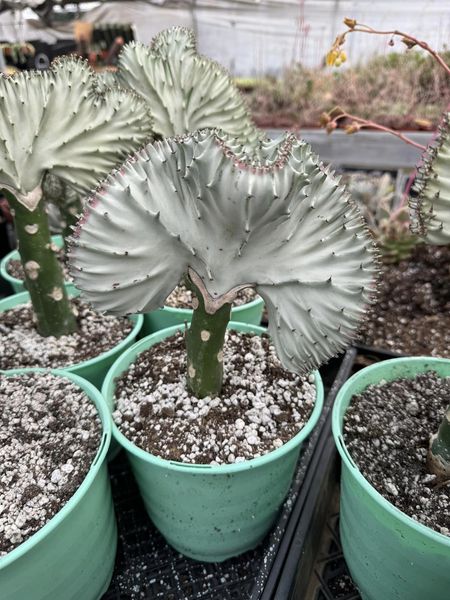 Euphorbia láctea (verde, blanca y rosa)