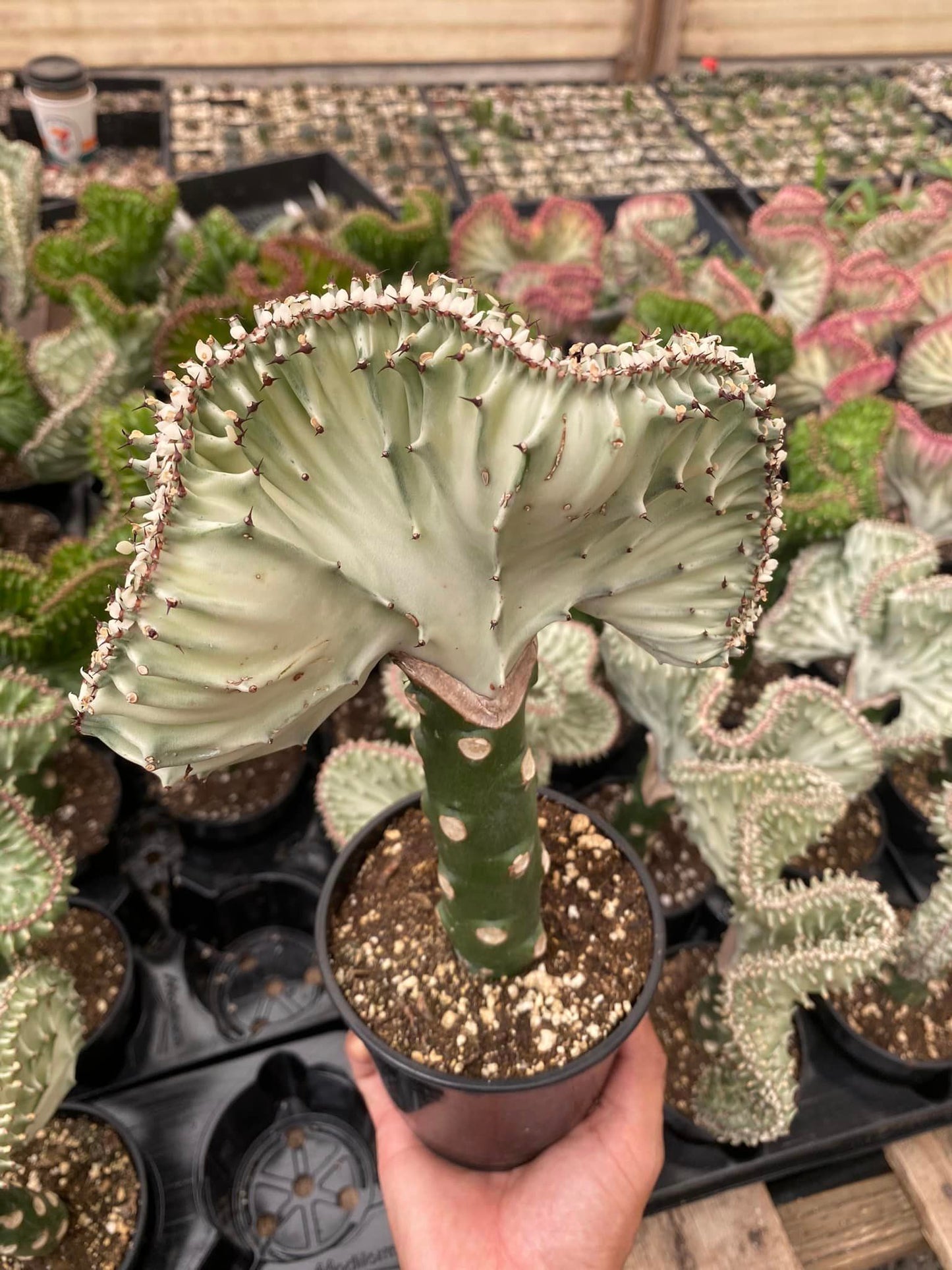 Euphorbia lactea