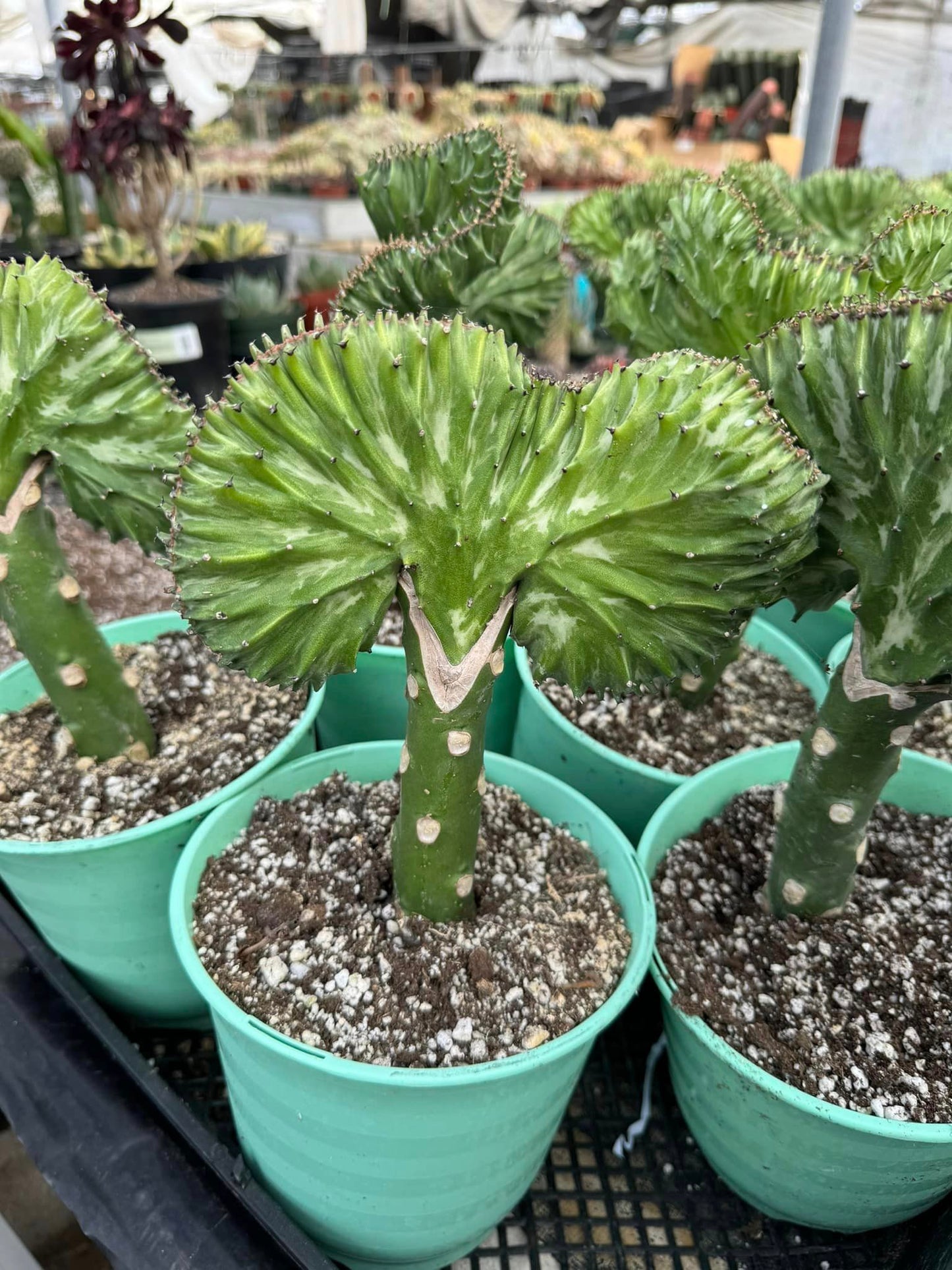 Euphorbia láctea (verde, blanca y rosa)