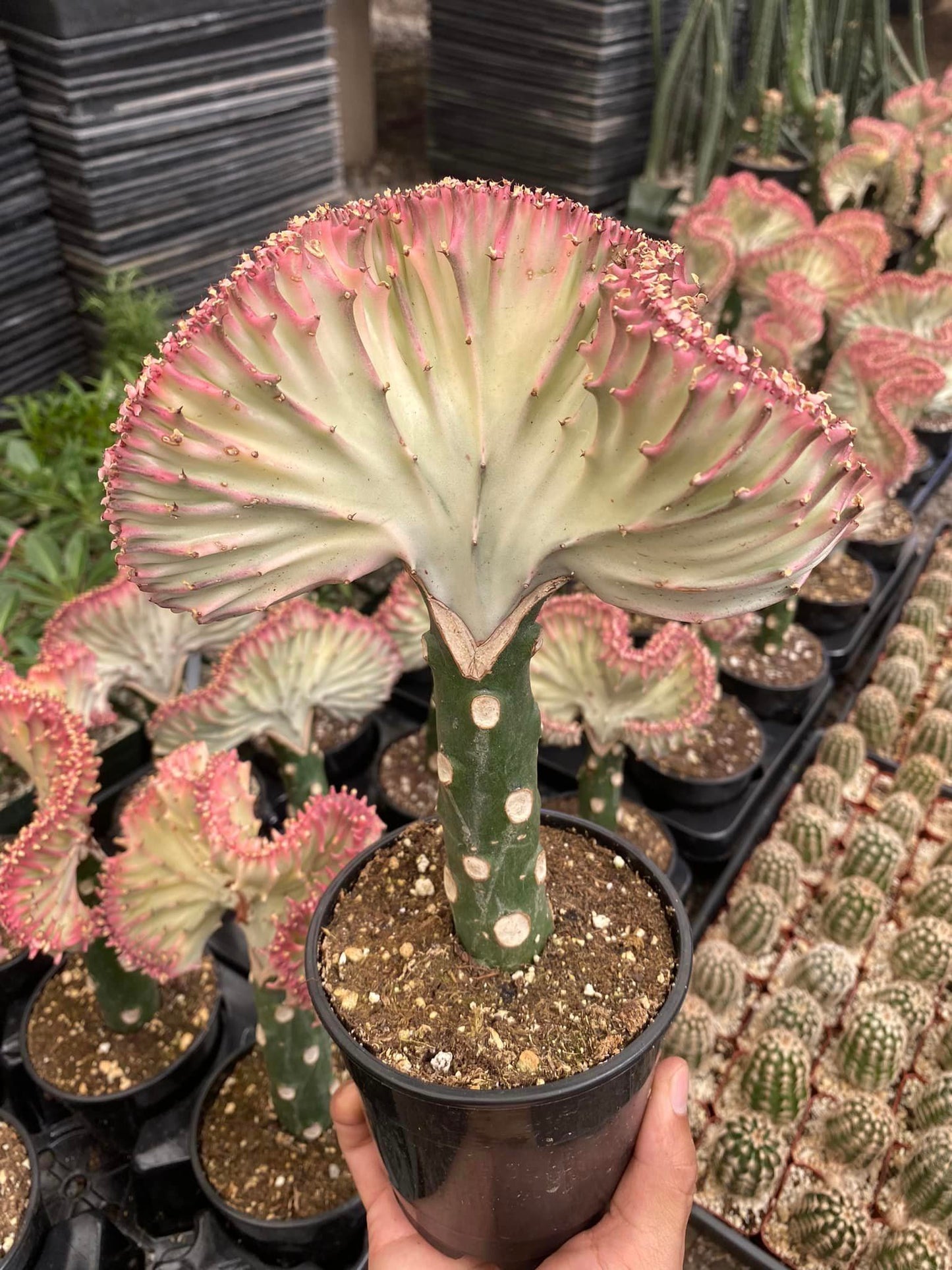 Euphorbia lactea