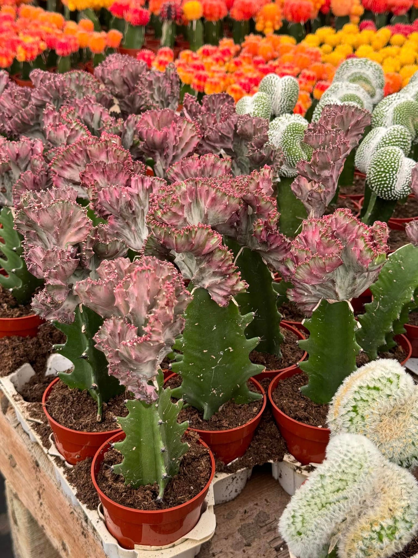 Euphorbia láctea Rosita