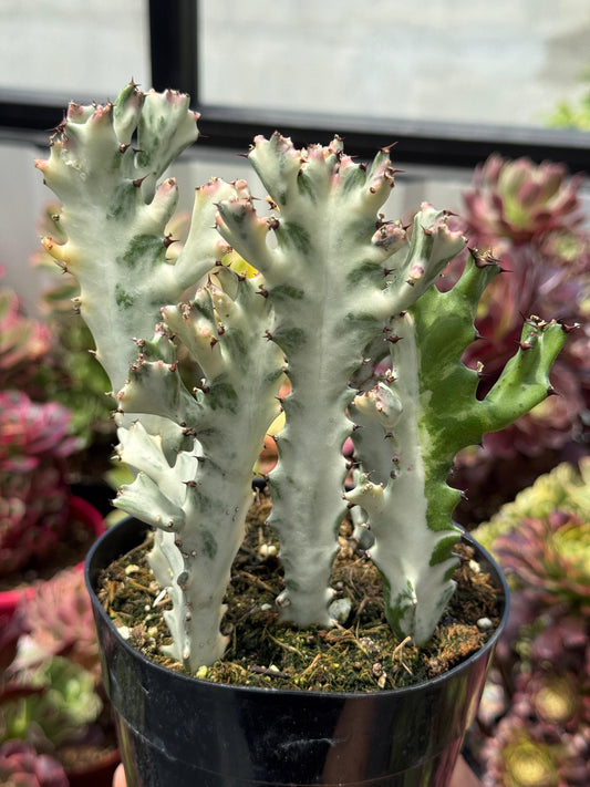 Euphorbia lactea Variegada 5”
