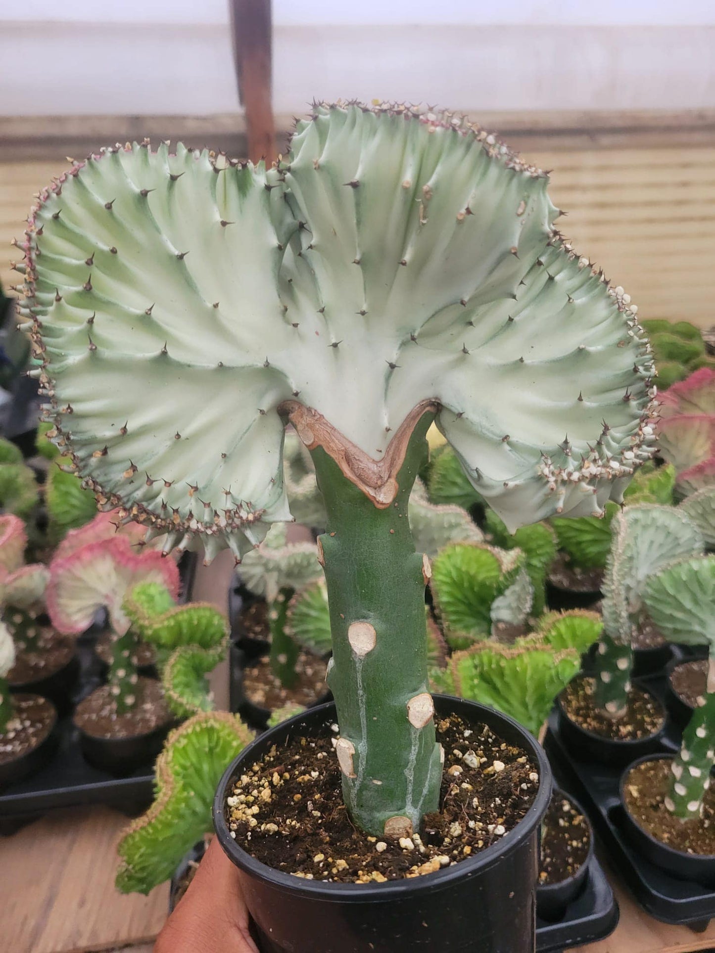 Euphorbia lactea (rosita, blanca y verde)