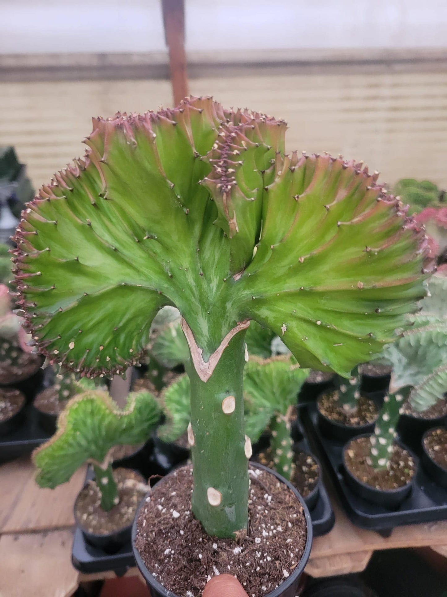 Euphorbia lactea (rosita, blanca y verde)