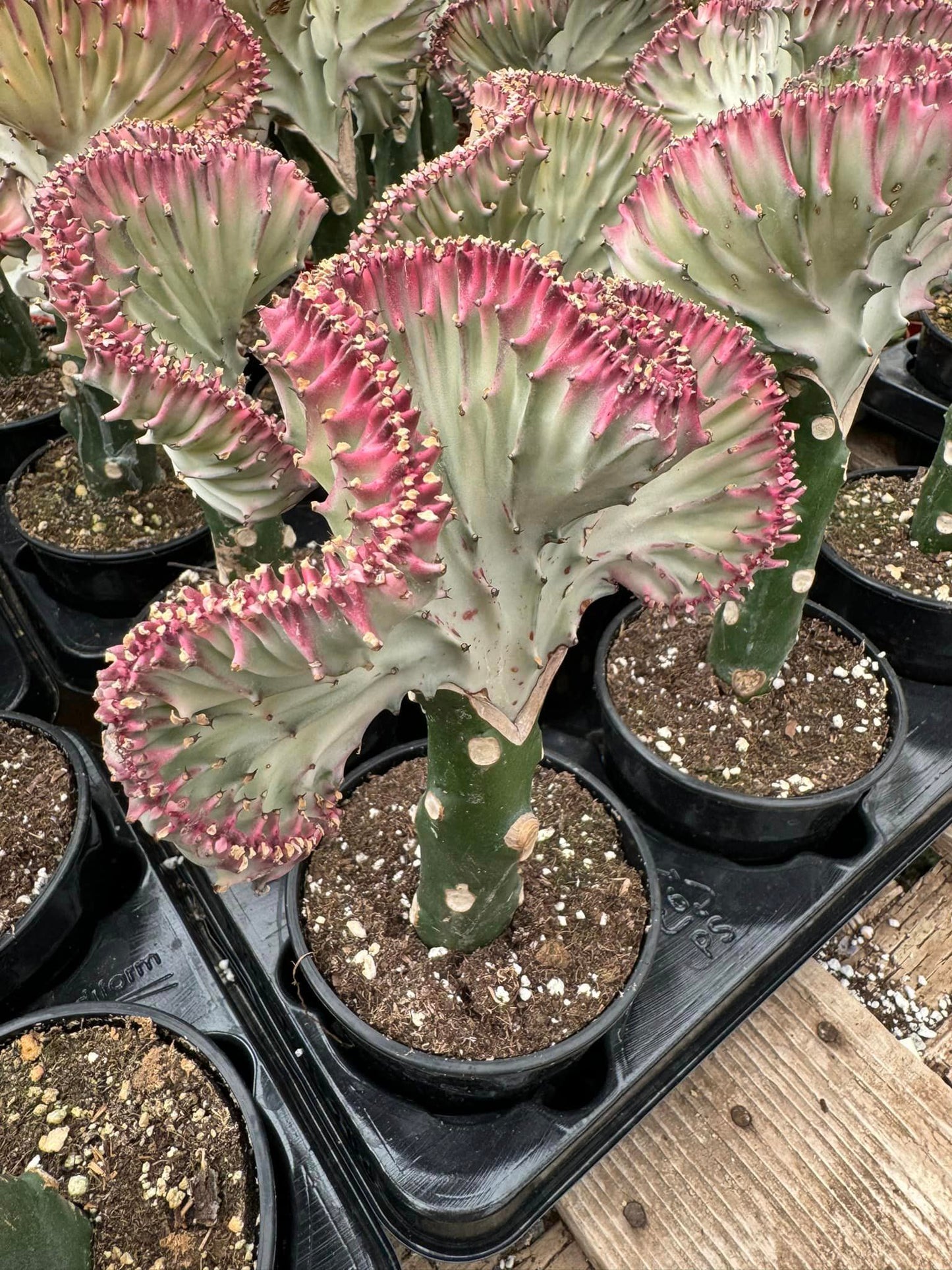 Euphorbia láctea (verde, blanca y rosa)