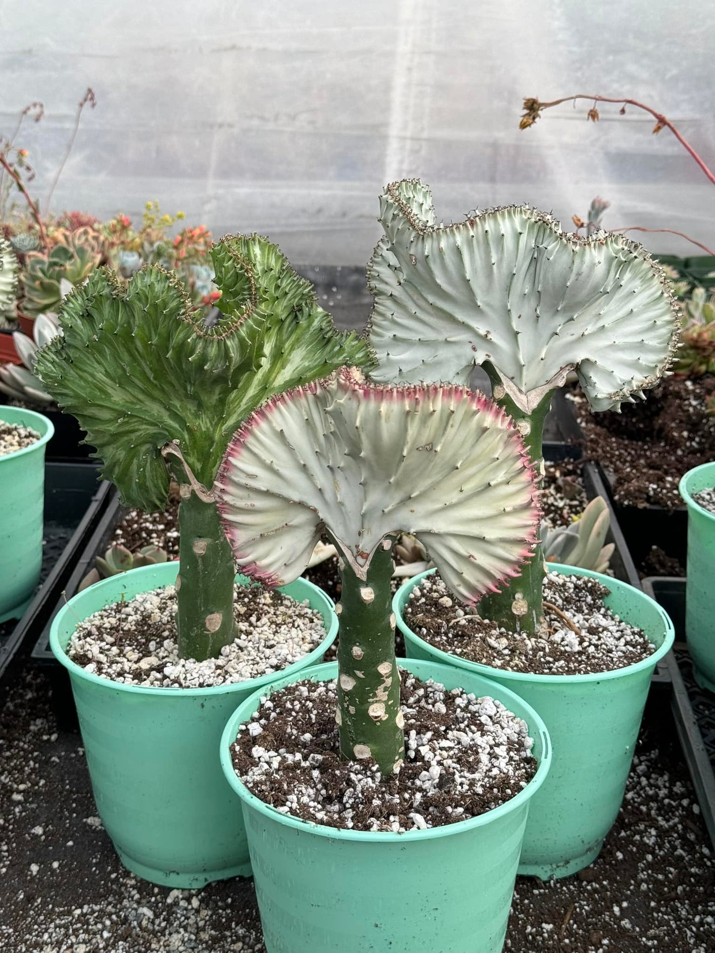 Euphorbia láctea (verde, blanca y rosa)