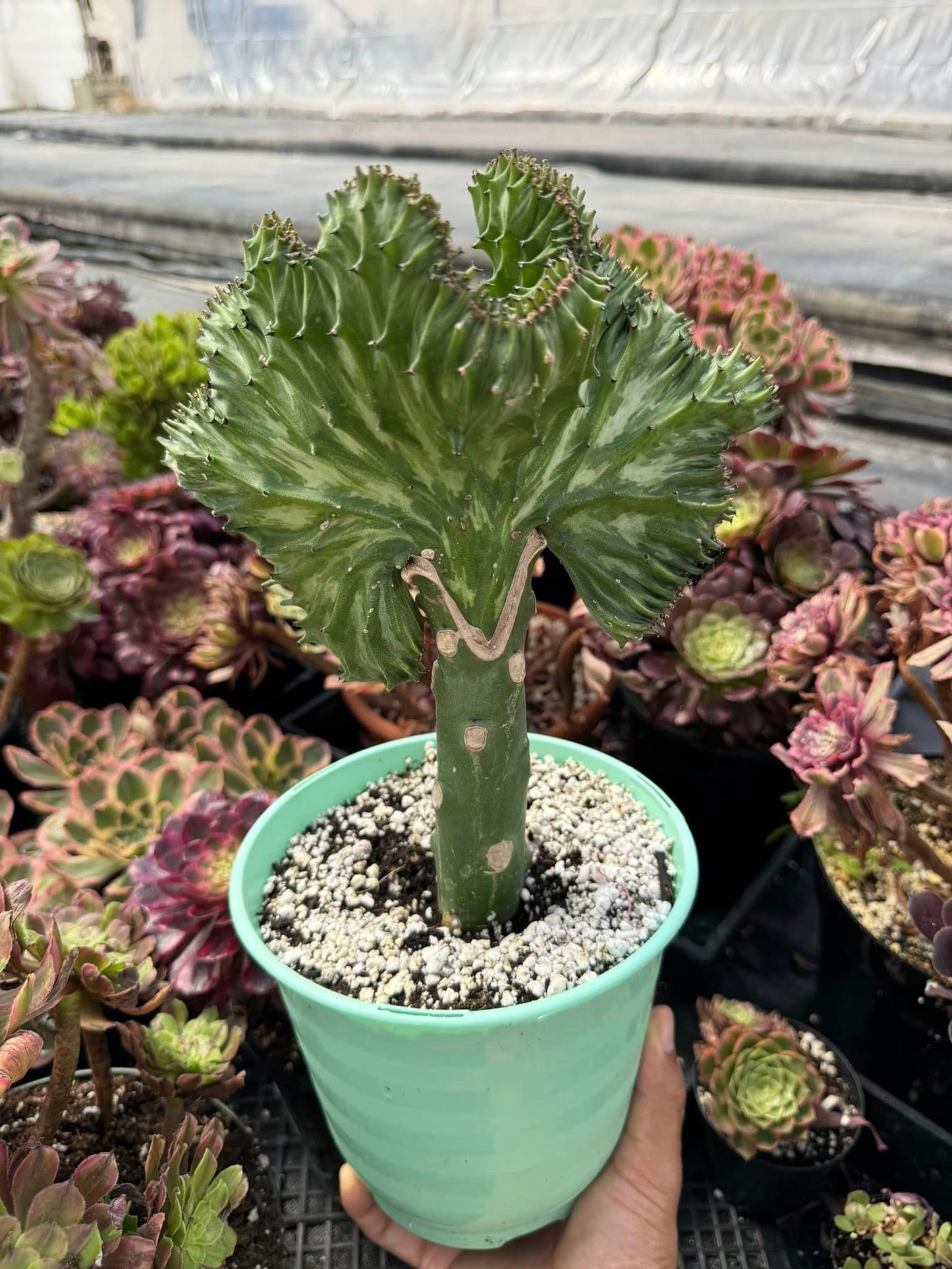 Euphorbia láctea (verde y blanca)