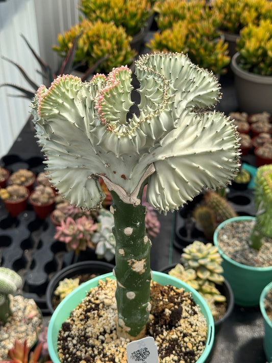 Euphorbia lactea crestada blanca