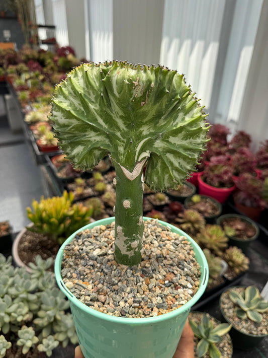 Euphorbia lactea crestada verde