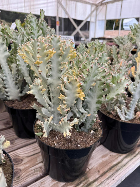 Euphorbia láctea variegada 8”