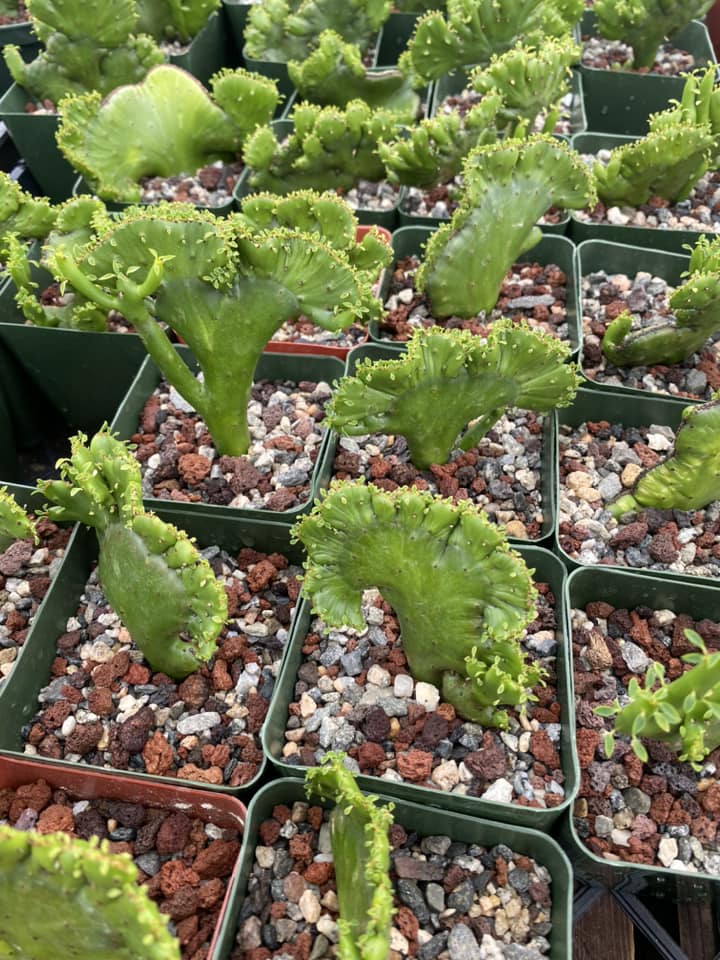 Euphorbia leucodendron cristata