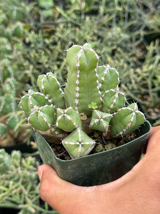 Euphorbia makallensis