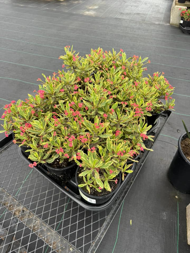 Euphorbia milii (corona de Cristo) Variegada