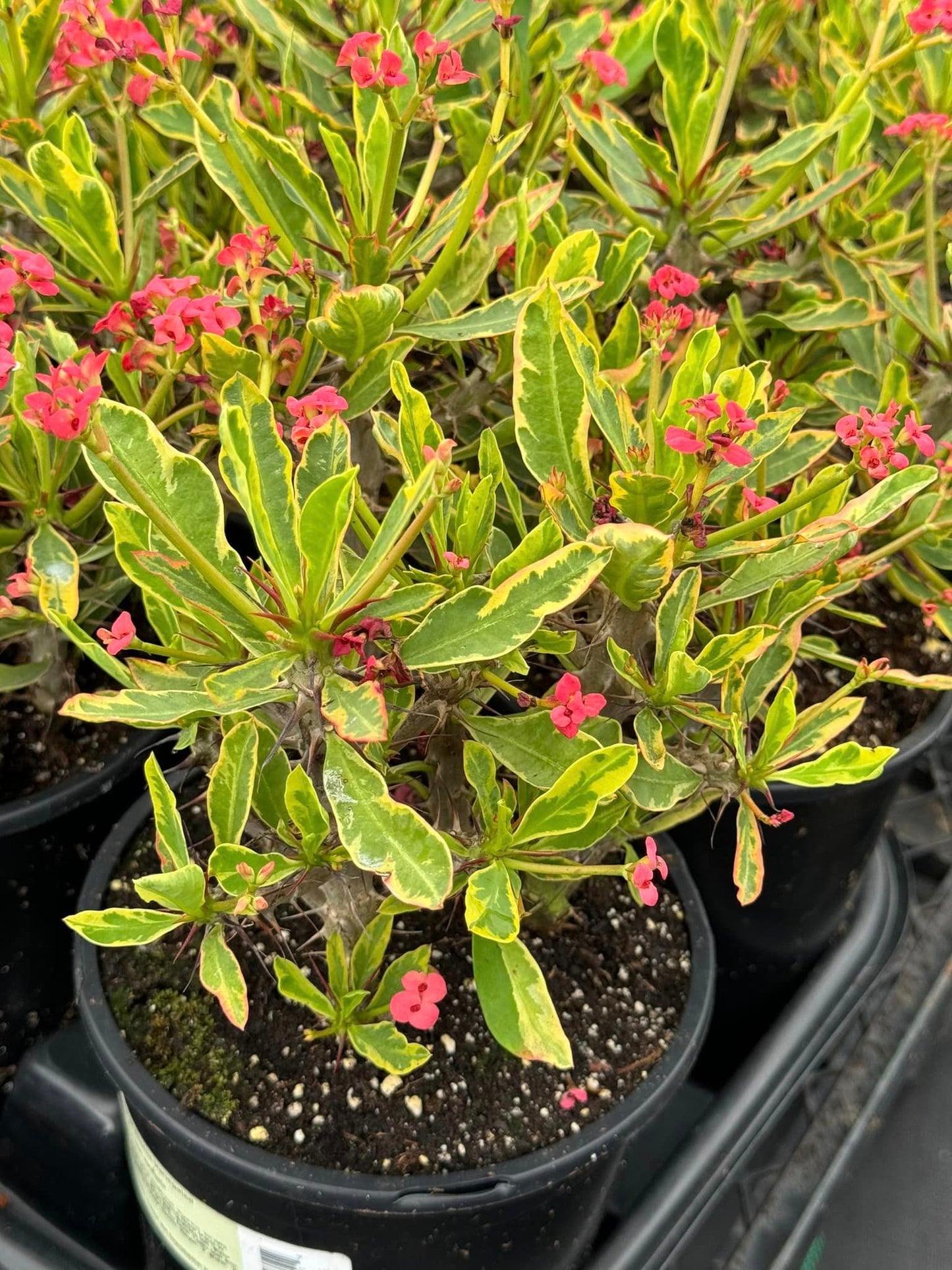 Euphorbia milii (corona de Cristo) Variegada