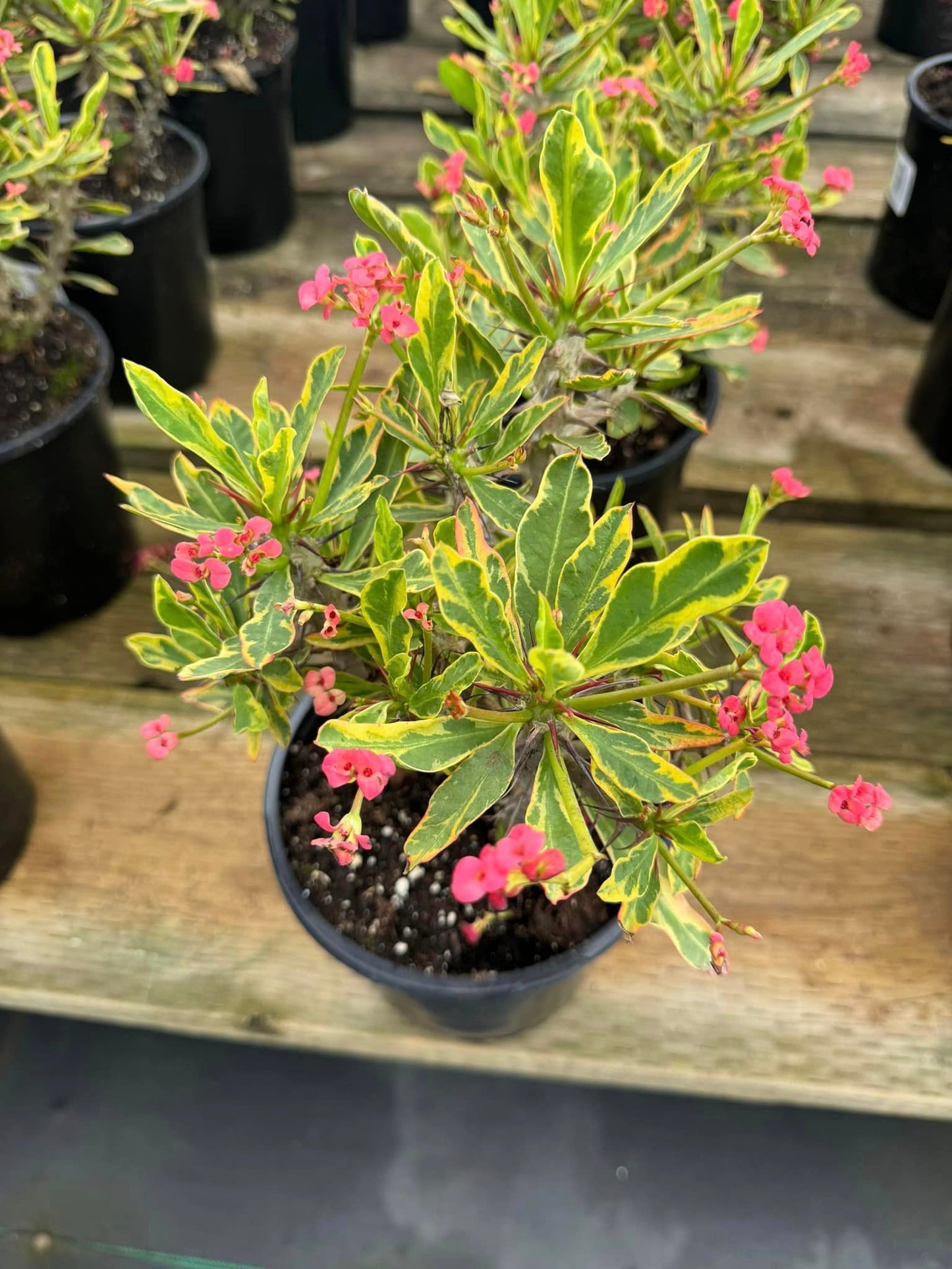 Euphorbia milii (corona de Cristo) Variegada