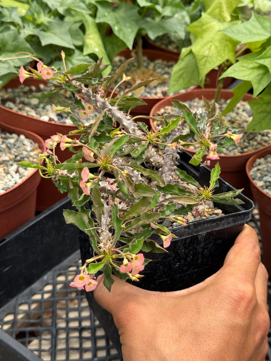 Euphorbia milii x decaryi