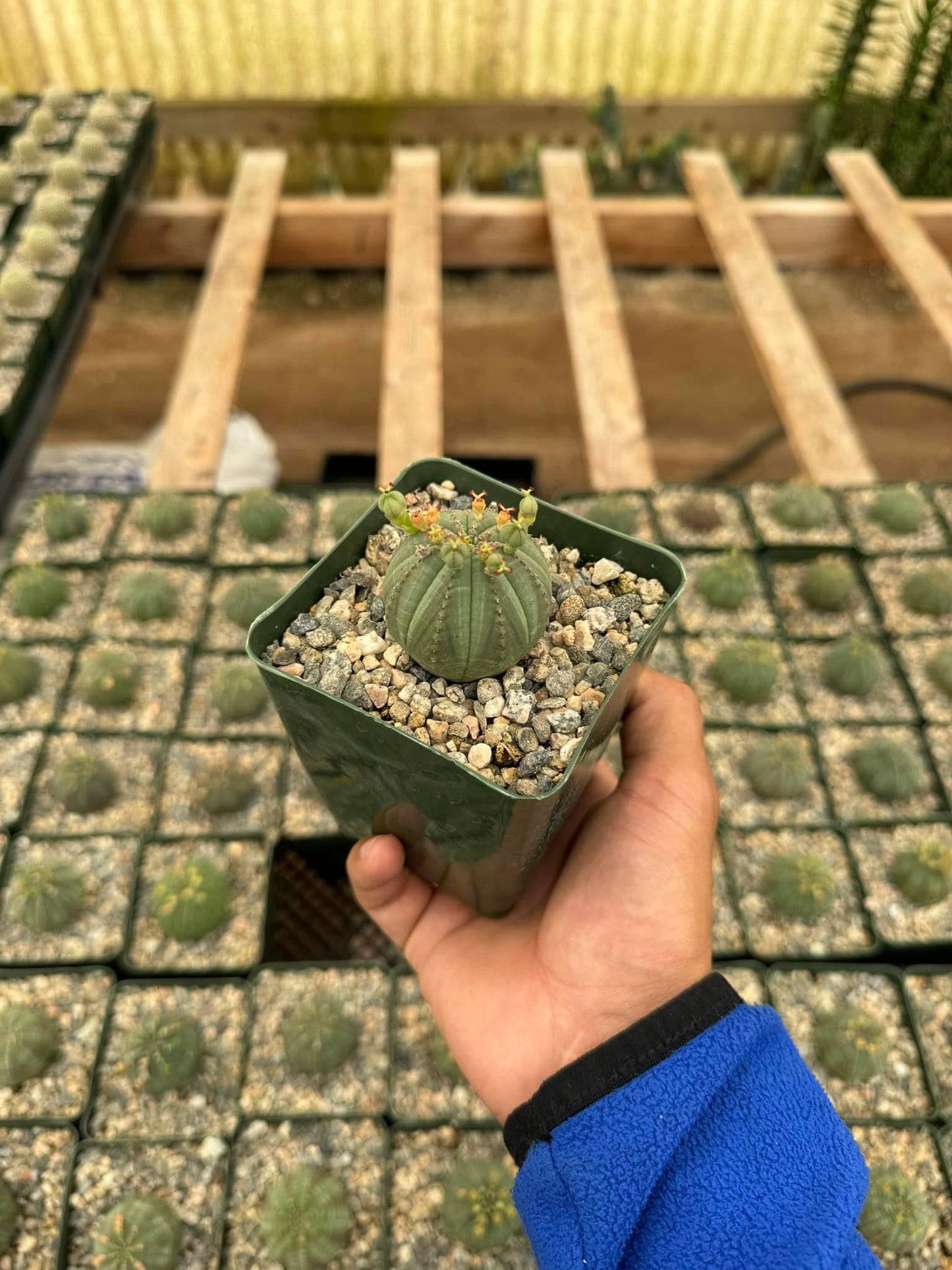 Euphorbia obesa