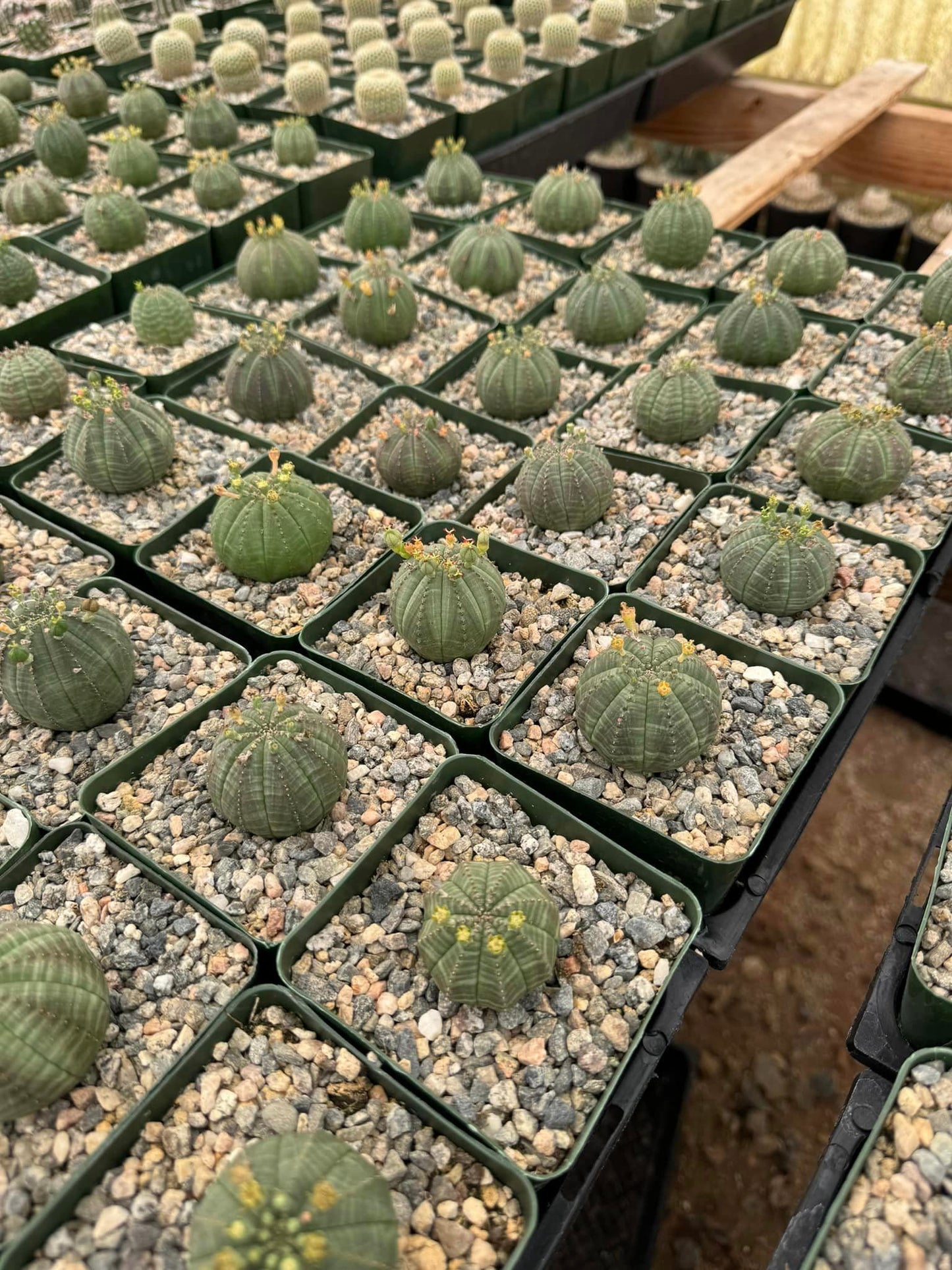 Euphorbia obesa