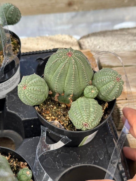 Euphorbia obesa cluster híbrida