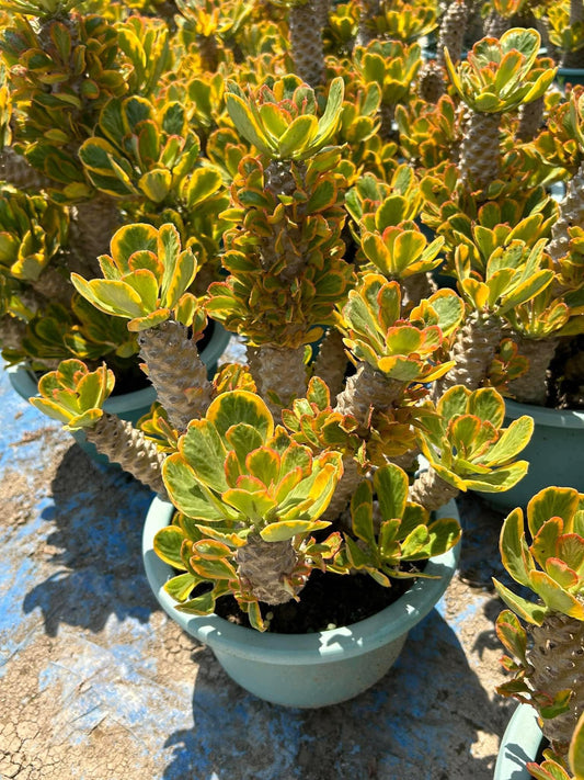 Euphorbia poisonii Variegada 8”