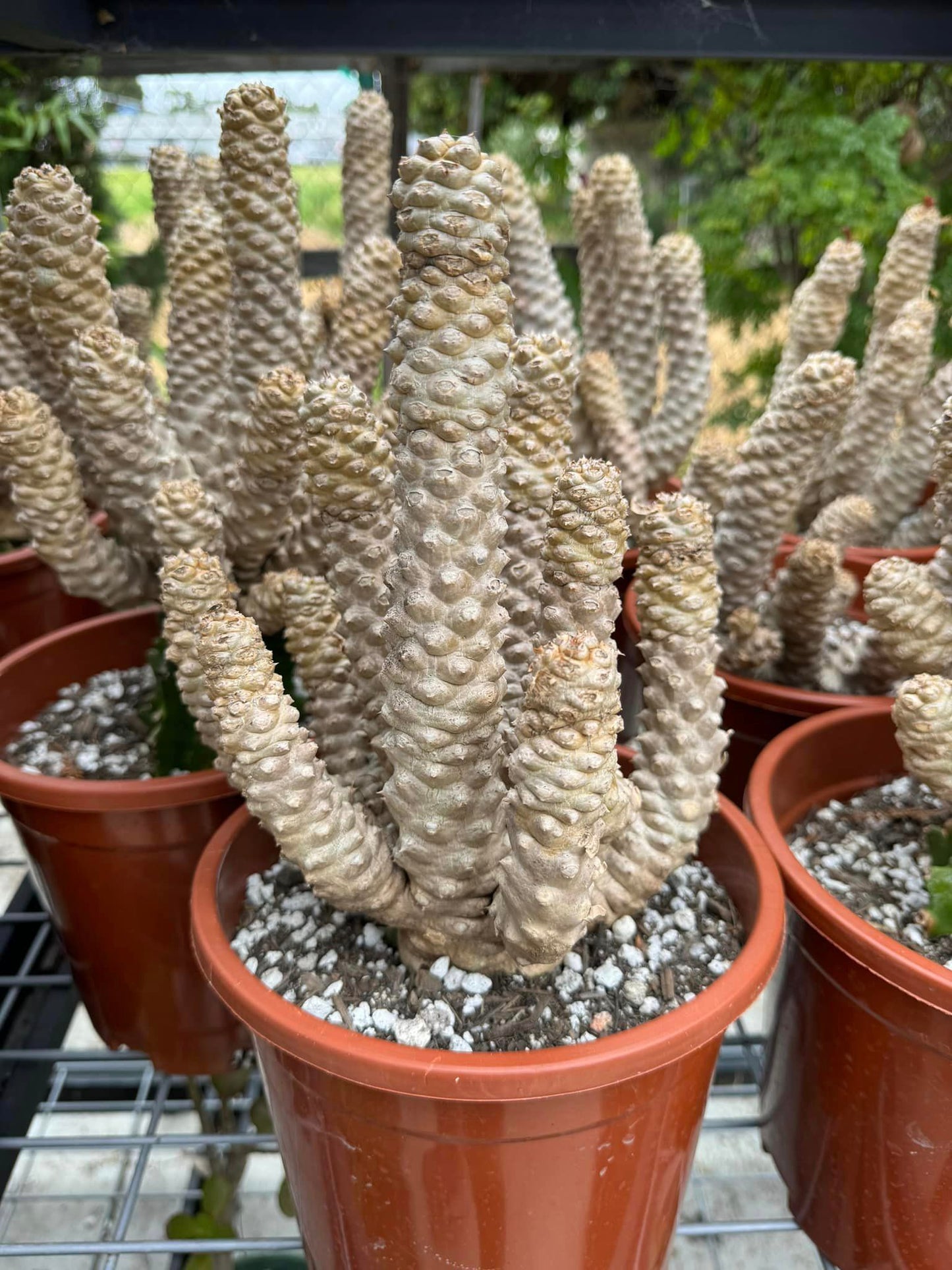 Euphorbia poisonii Variegada 8”