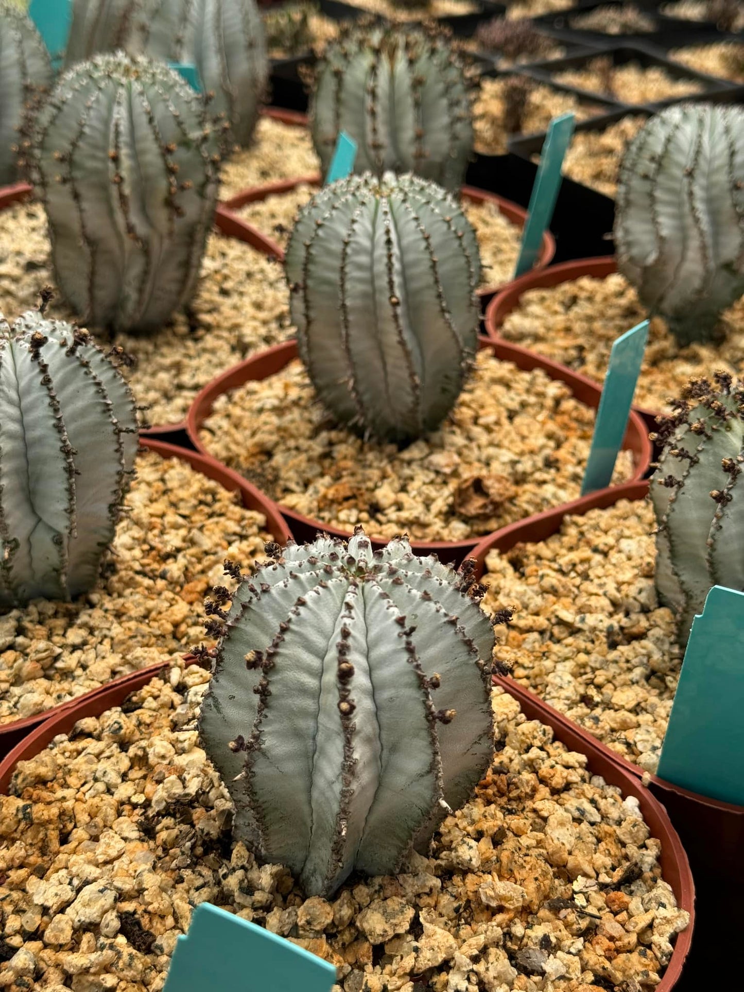 Euphorbia polygona ‘snowflake’