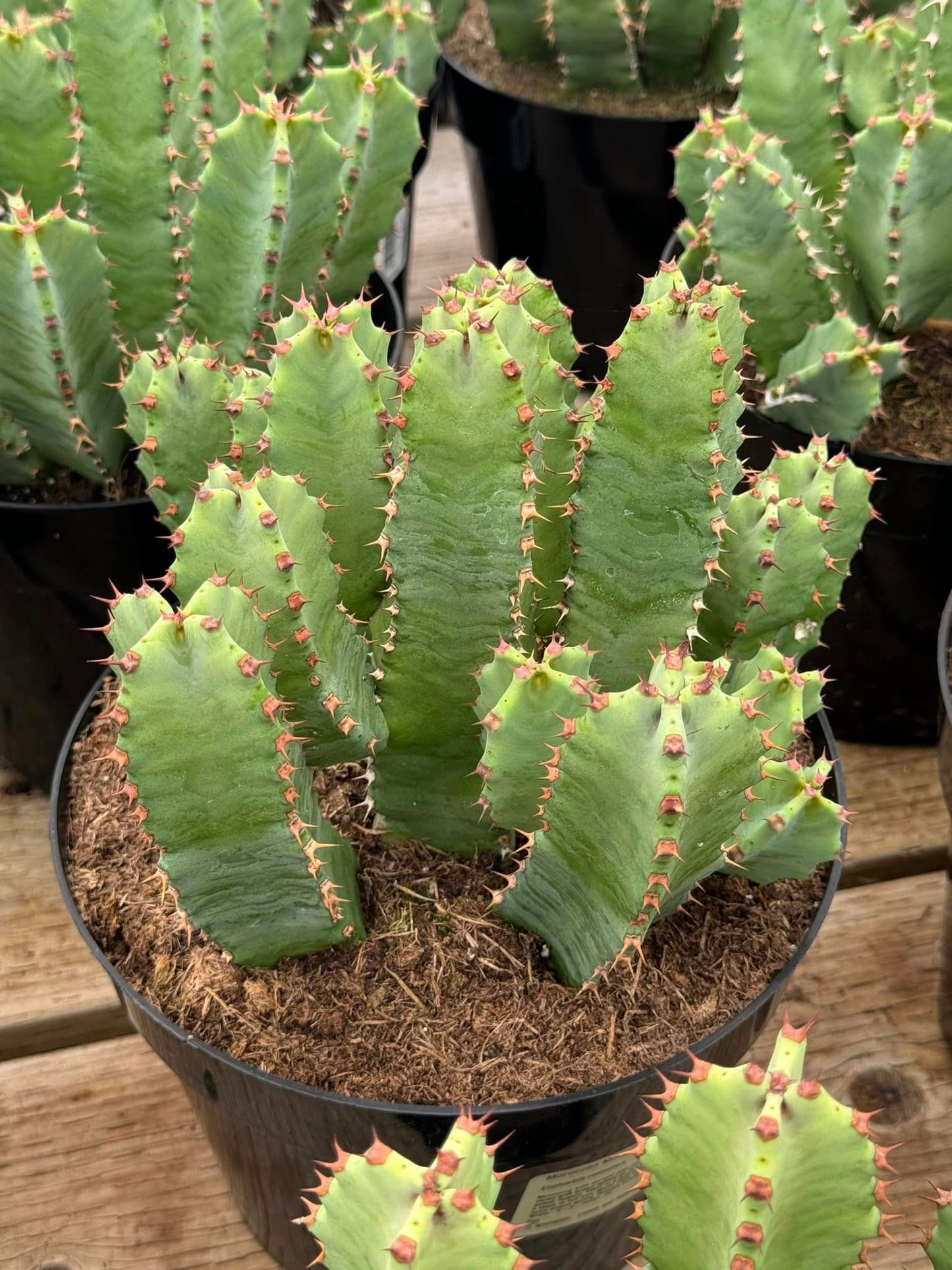 Euphorbia resinifera cluster