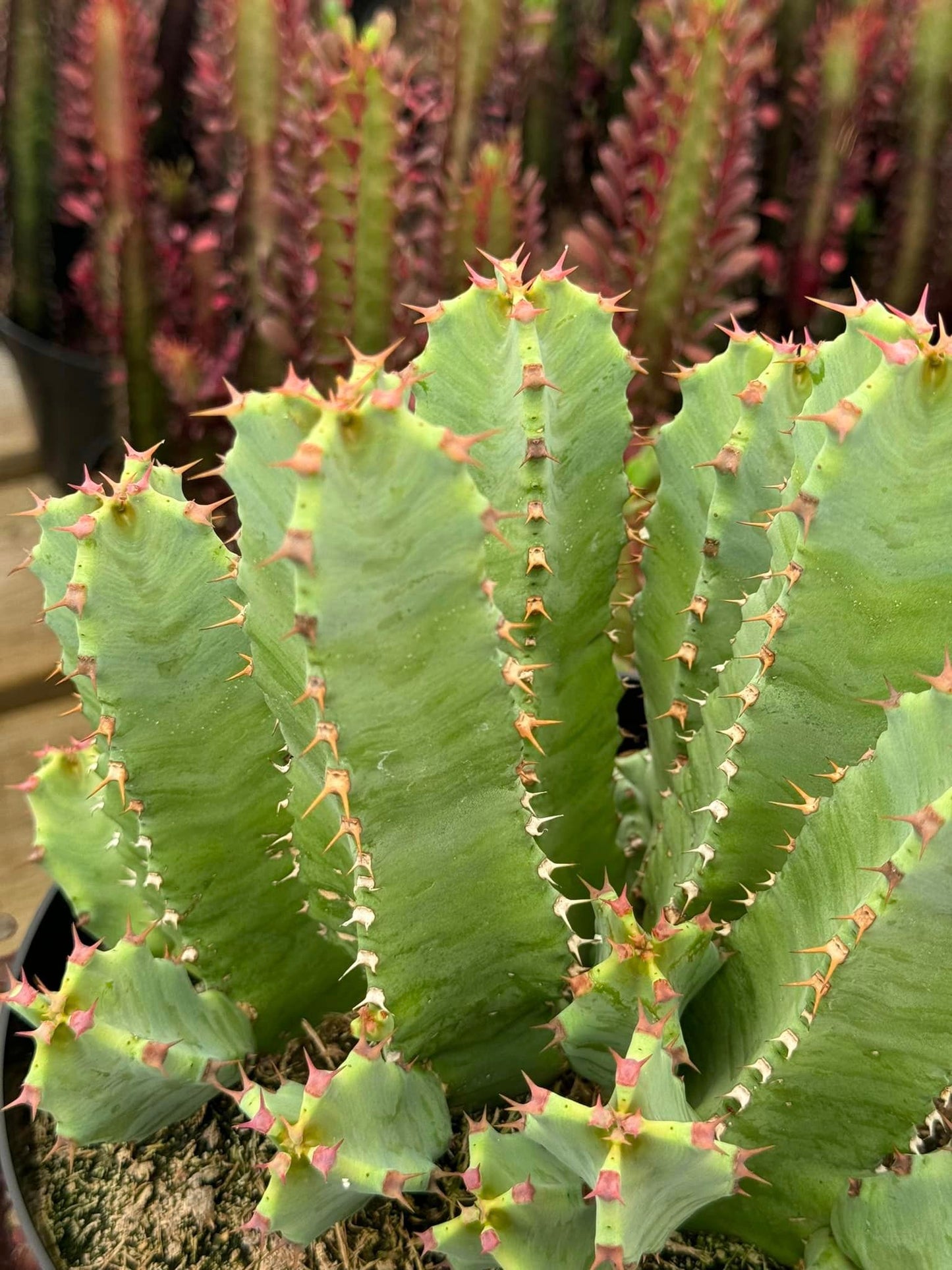 Euphorbia resinifera cluster